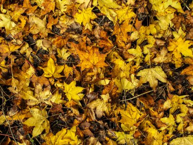 Doğa arka planını turuncu ve sarı akçaağaç yaprakları 
