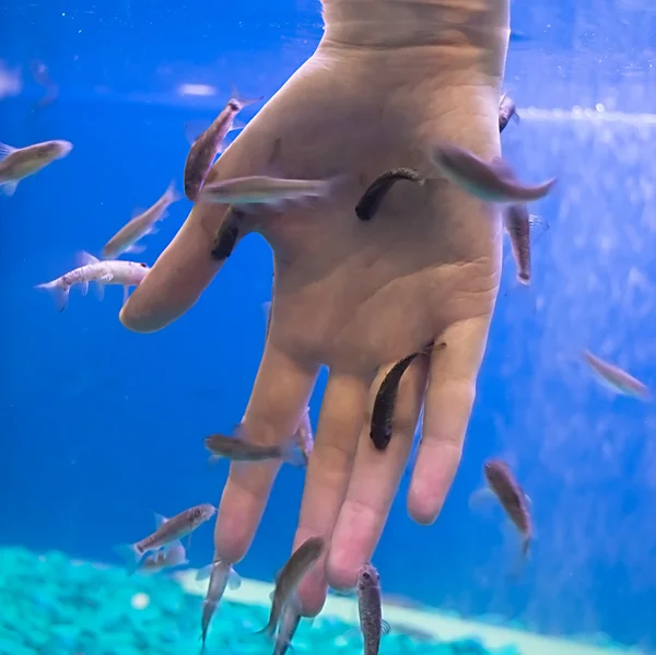 Garra rufa fish used for peeling of skin