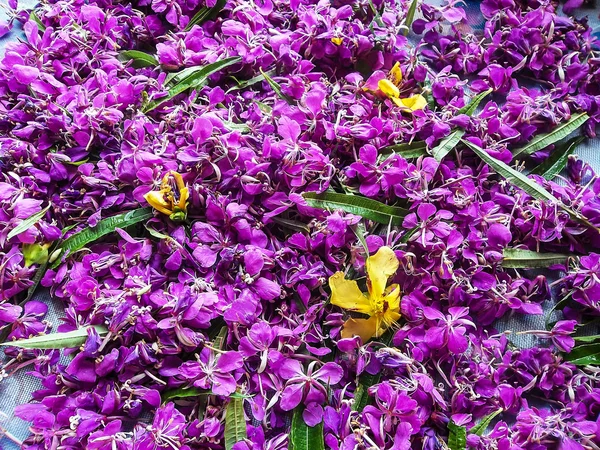 Gül bay lezzetli çay ve bir tıbbi bitki olarak kullanılır