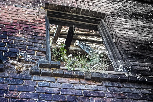 Bitki örtüsü duvarında pencere açılış kapsamında