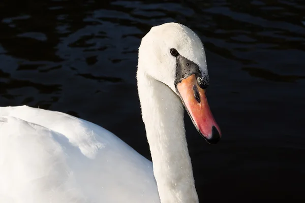 Beautiful white swan on water background