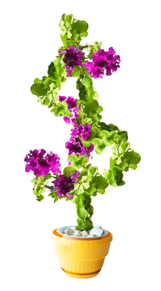 Petunia flower looks like a big dollar sign