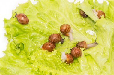 Küçük salyangoz marul üzerinde yeni doğmuş