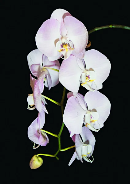 Belo raceme de luz rosa Phalaenopsis flores de orquídea — Fotografia de Stock