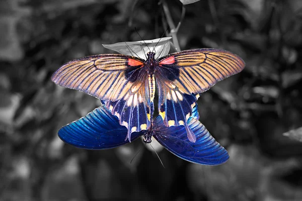 Belle farfalle colorate Papilio copulare — Foto Stock