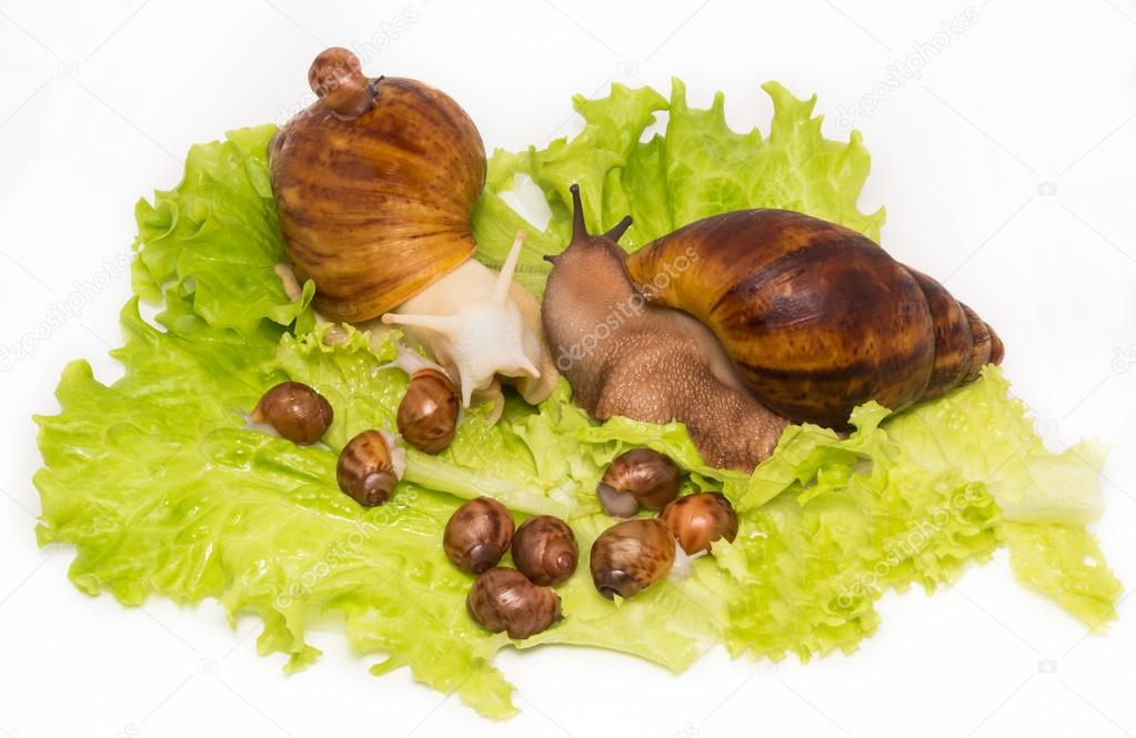 Pretty little new-born snails with parents on lettuce