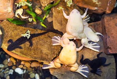 Albino kurbağalar suda pençe