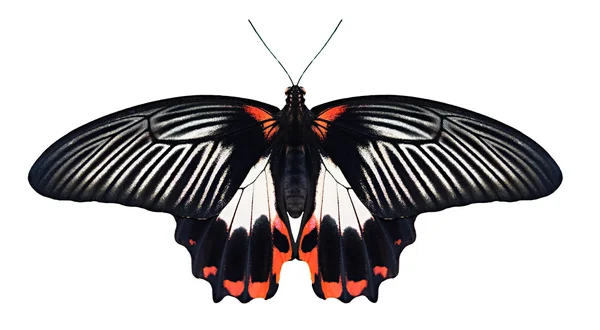 Beyaz arka plan üzerinde Papilio Rumanzovia kelebek