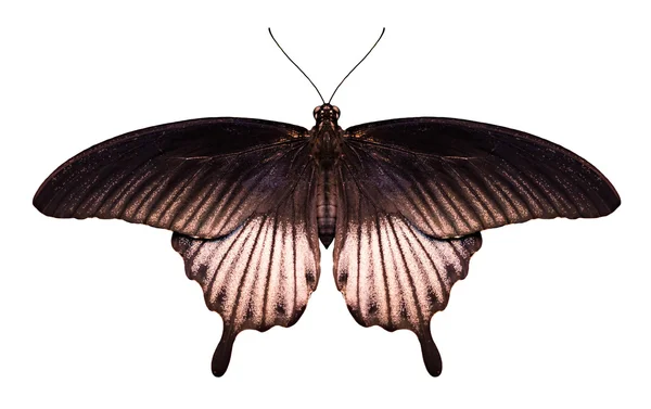 白色背景上的黑凤蝶蝴蝶 — 图库照片