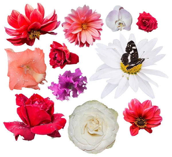 beyaz arkaplanda izole çiçekler