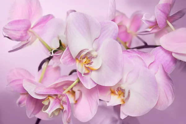 Mooie achtergrond van Phalaenopsis orchideeën bloemen — Stockfoto