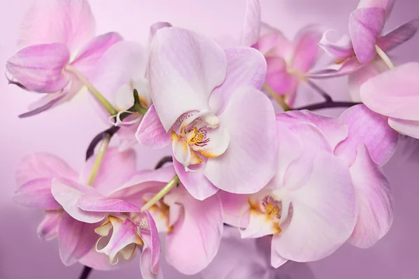 Phalaenopsis 난초 꽃의 아름 다운 배경 — 스톡 사진