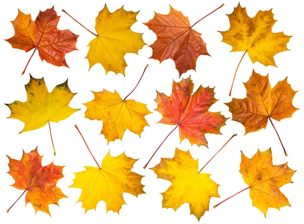 Akçaağaç yaprakları beyaz arka plan üzerinde kümesi