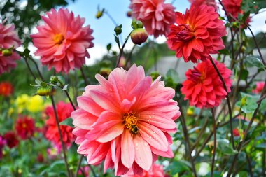 yaprakları ve bir arı çiğ damlaları ile güzel dahlias