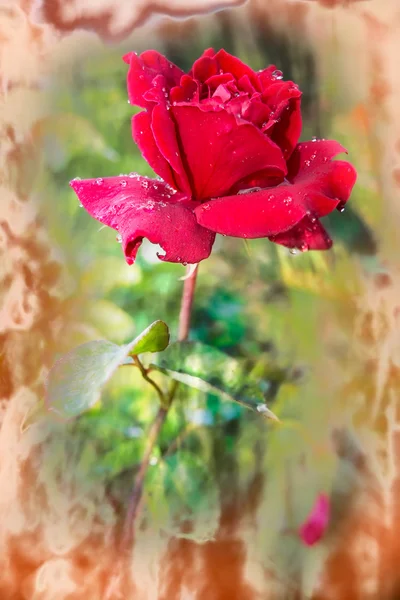 Canlı kırmızı çiğ damlaları ile gül yaprakları üzerinde