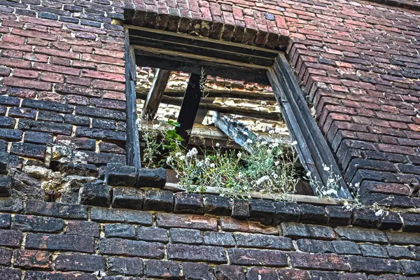 开窗的墙面砖在植被覆盖 — 图库照片