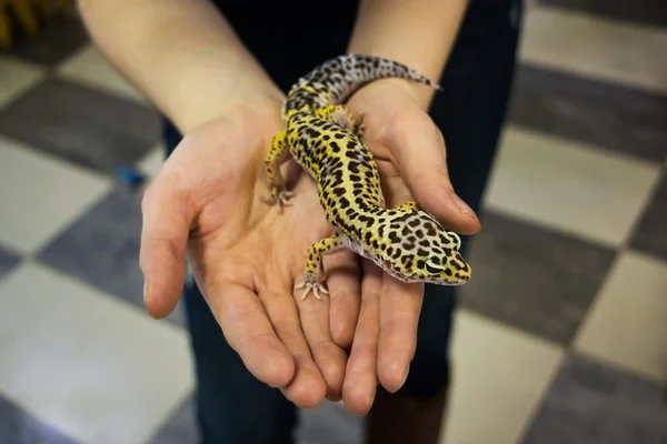 Kadının elinde oldukça küçük kertenkele