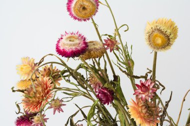 Beyaz arka plan üzerinde güzel kuru immortelles