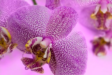 Leopar Phalaenopsis orkide çiçek güzel arka plan.