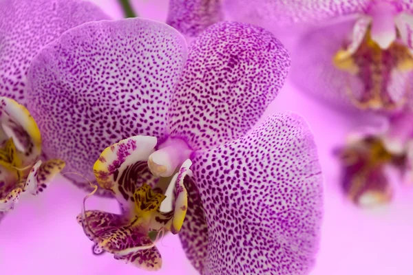 Schöner Hintergrund von Leoparden-Phalaenopsis-Orchideenblumen. — Stockfoto