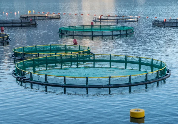 Cages for fish farming — Stock Photo, Image