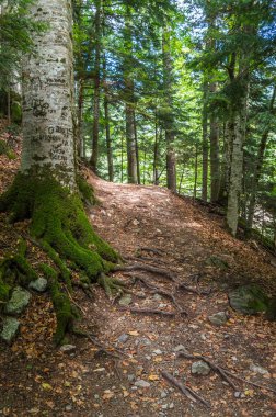 Eski Ağaç kökleri bir orman ile