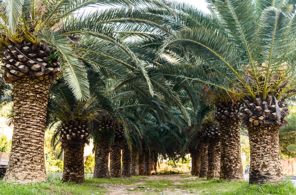 Palm Trees Rows Cykas on the Montenegro coast