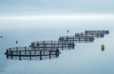 Kafeslerde balık yetiştiriciliği Karadağ'için