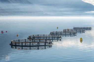 Kafeslerde balık yetiştiriciliği için