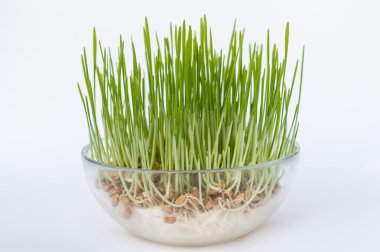 Cam vazoda filizlenmiş taneler