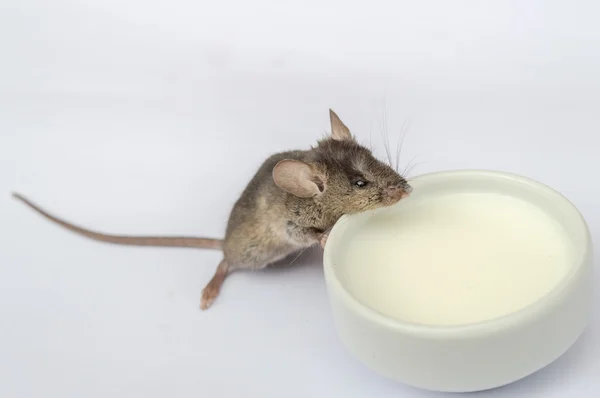 Baby mouse drinking milk — Stock Photo, Image