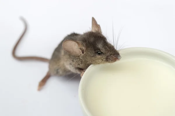 Mouse Drinking