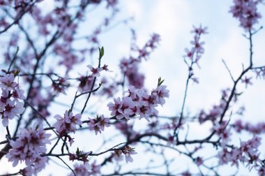 Bahar pembesi çiçekli badem 