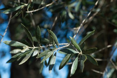 Bir bahar günü zeytin yaprakları
