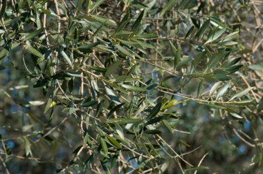 Bir bahar günü zeytin yaprakları