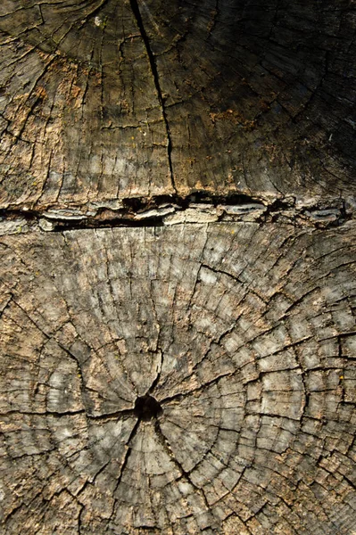 Wood Texture Felled Tree Trunk — Stock Photo, Image