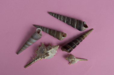 Pembe arka planda deniz kabukları ve deniz kabukları.