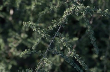 Tarladaki yabani bitkiler