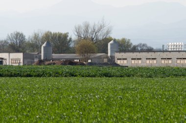 Tarlanın ortasında bir çiftlik.