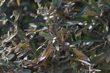 Tarladaki yabani bitkiler