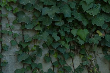 Tarladaki yabani bitkiler