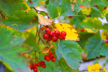 Eylül meyveleri. Taze renkler.