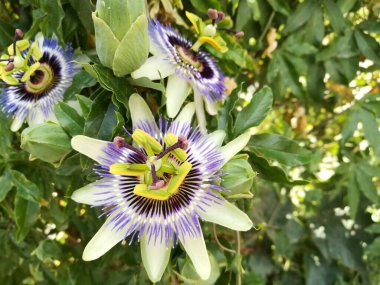 Yazın Kladovitsy köyünde sıra dışı beyaz çiçekler.