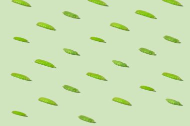 Çeşitli şekillerde ve boyutlarda, organik mangeta-bezelye bitkisinin minimum şekli. Pastel yeşil arkaplanlı kavram.