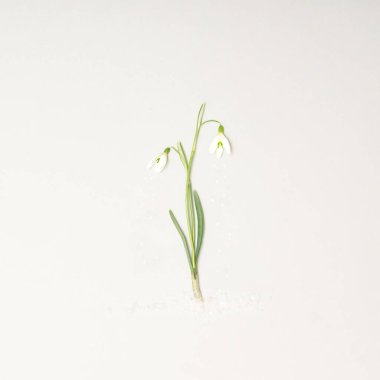 Düz, taze yeşil yapraklı iki doğal beyaz kar damlası çiçeğinin büyüleyici, minimal görüntüsü yatıyordu. Beton kar taneleri beyaz çiçekleri haykırır ve dibe vurur. Açık renkli gri arka plan. Bahar konsepti.