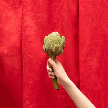Abstract concept, child hand hold a artichoke against vivid red velvet background. clipart
