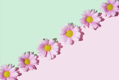 Pastel pembe ve yeşil arkaplanda köşegen şeklinde dizilmiş güzel pembe papatya çiçekleri. Düz kompozisyon..