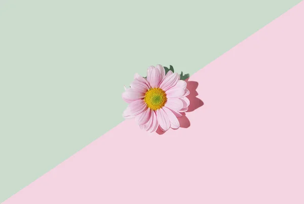 Pretty pink daisy flower aligned in diagonal against lovely pink and pastel green  background.Flat lay composition.