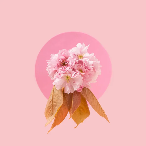 Schöne Dröhnende Japanische Kirschblüten Pastellrosa Kreis Auf Babyrosa Hintergrund — Stockfoto