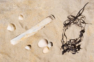 Jilet kabukları, kuru deniz yosunu ve kumlu, güneşli Atlantik sahilinde farklı deniz kabukları. Düz konum düzeni.